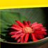 Auromaa - Web Site Design